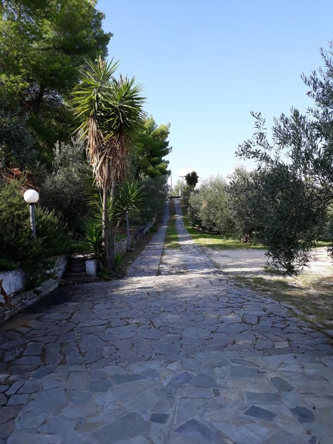 Σπίτι Σε Ελαιώνα, House In An Olive Grove Leilighet Ária Eksteriør bilde
